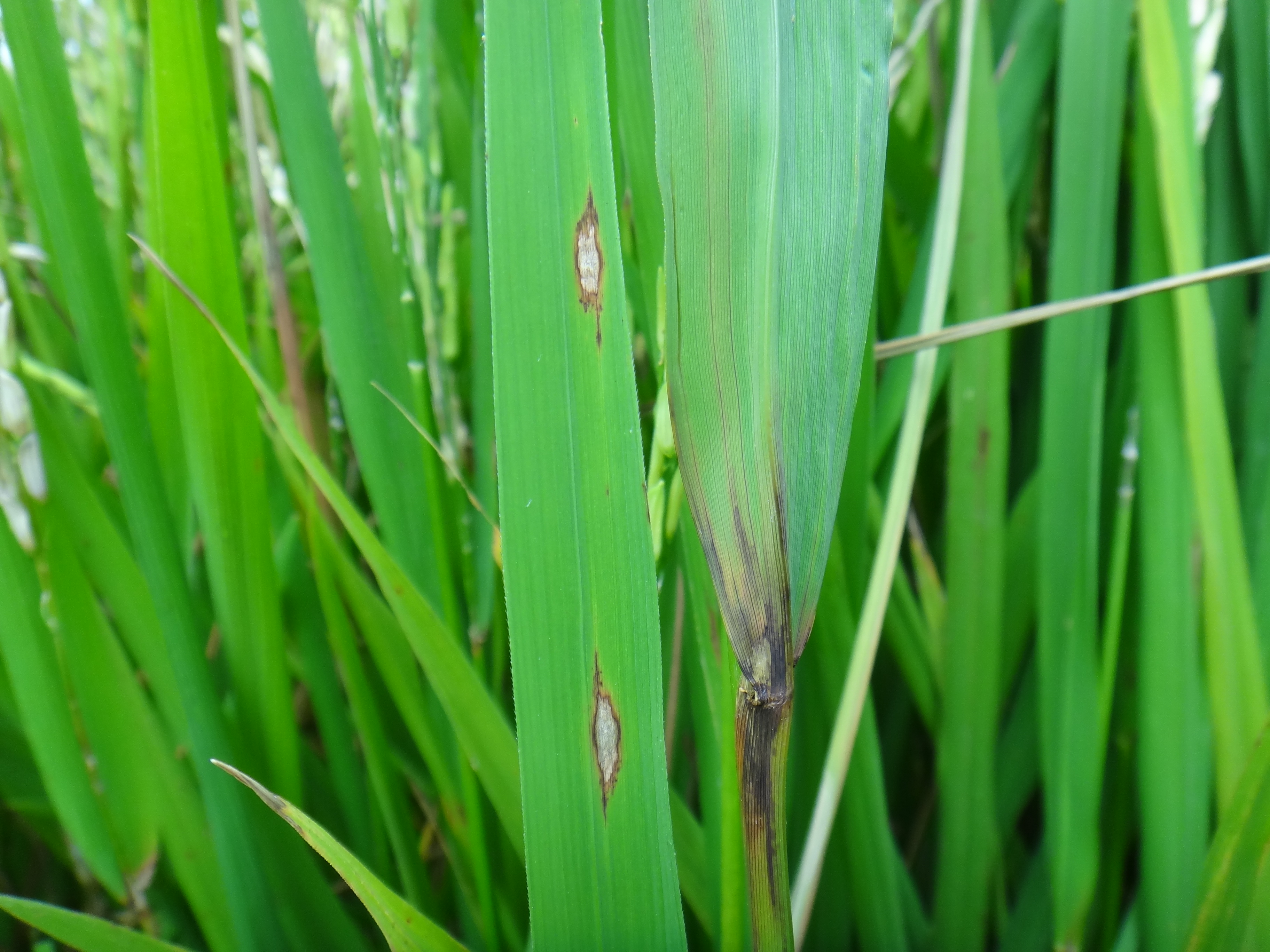 Figura 1 – Sintomas de brusone nas folhas e no colar da folha bandeira do arroz Foto: Felipe Frigo Pinto