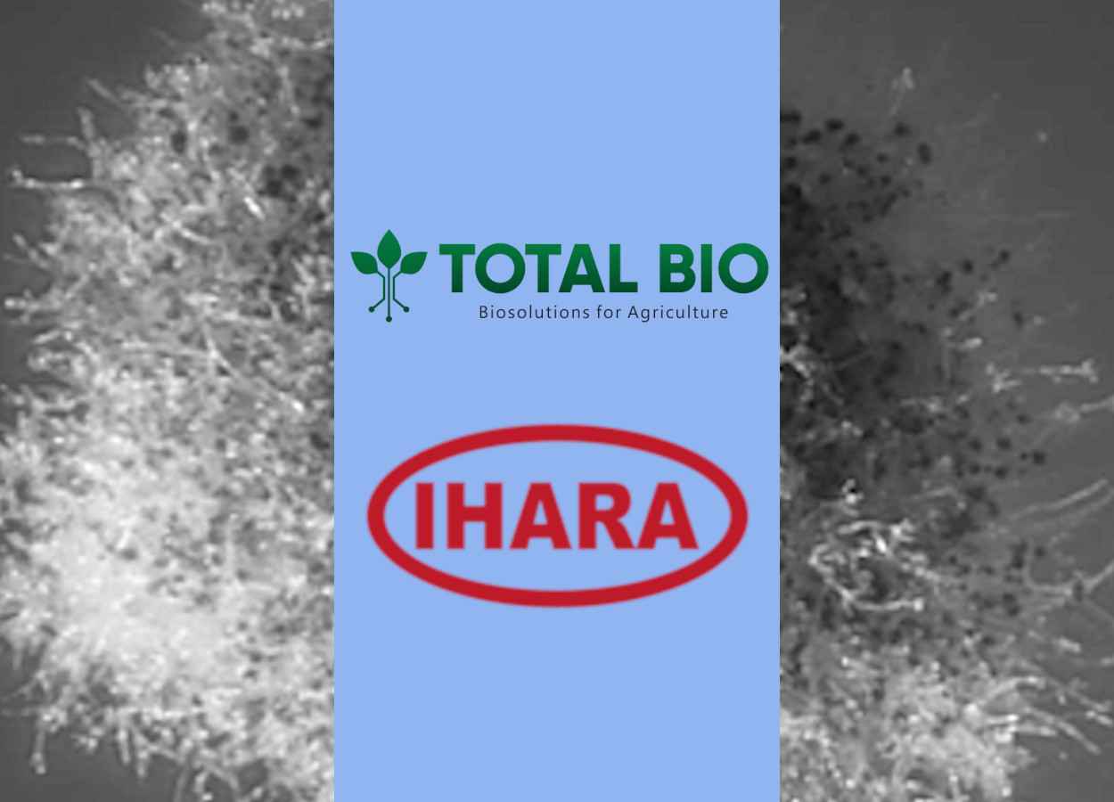 Pedidos os primeiros registros de fungicidas à base de Trichoderma yunnanense