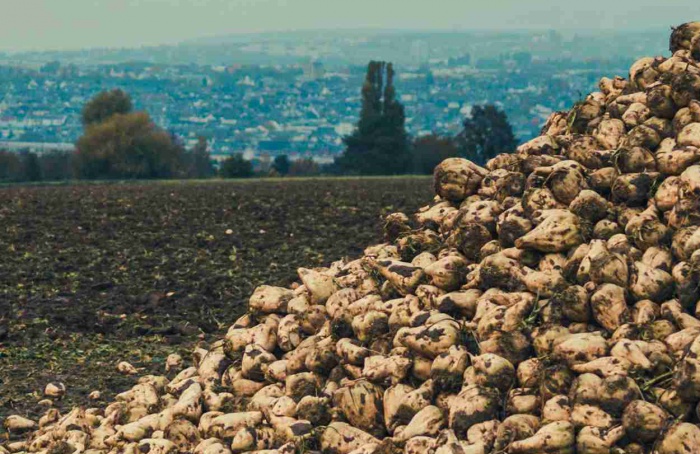 USDA libera US$ 150 milhões para produtores de açúcar