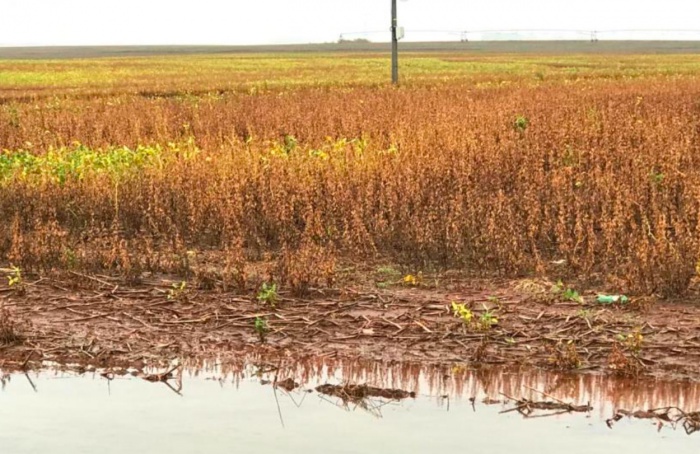 Clima afeta severamente a colheita de soja no Rio Grande do Sul