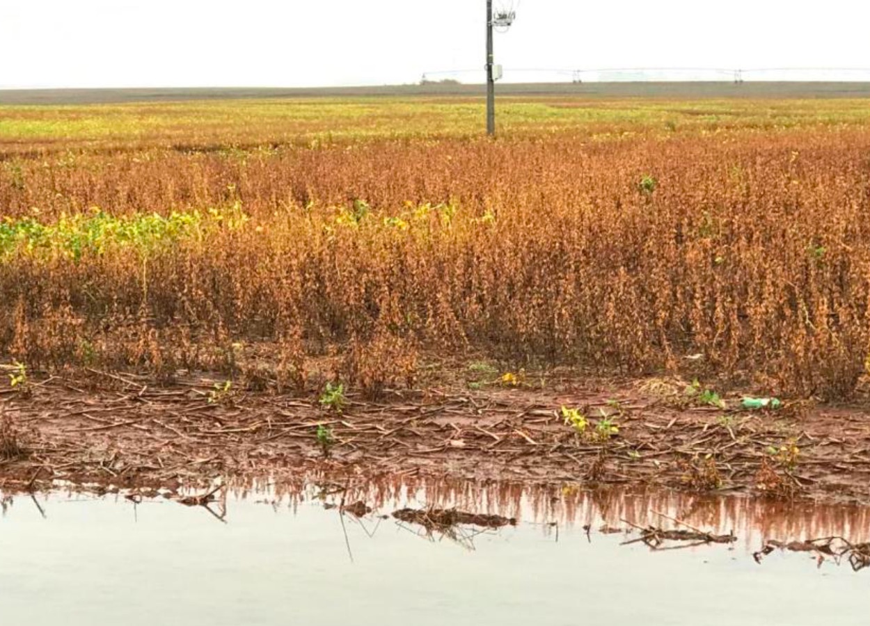 Clima afeta severamente a colheita de soja no Rio Grande do Sul