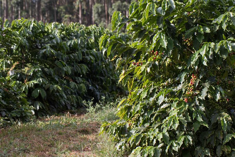 CNA debate ações para mitigar danos por geadas e granizo nos cafezais