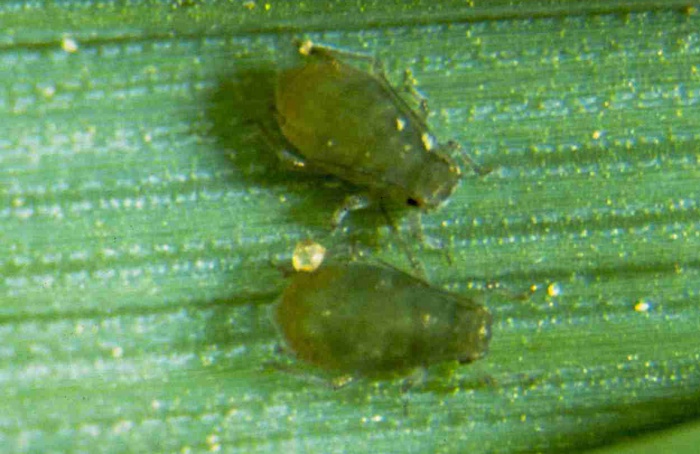 Rhopalosiphum padi mantém resistência à beta-cipermetrina