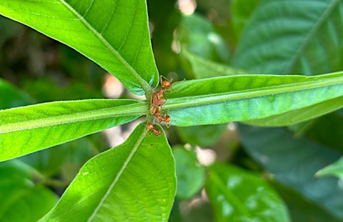 Formigas afastam polinizadores, mas plantas mantêm fecundidade