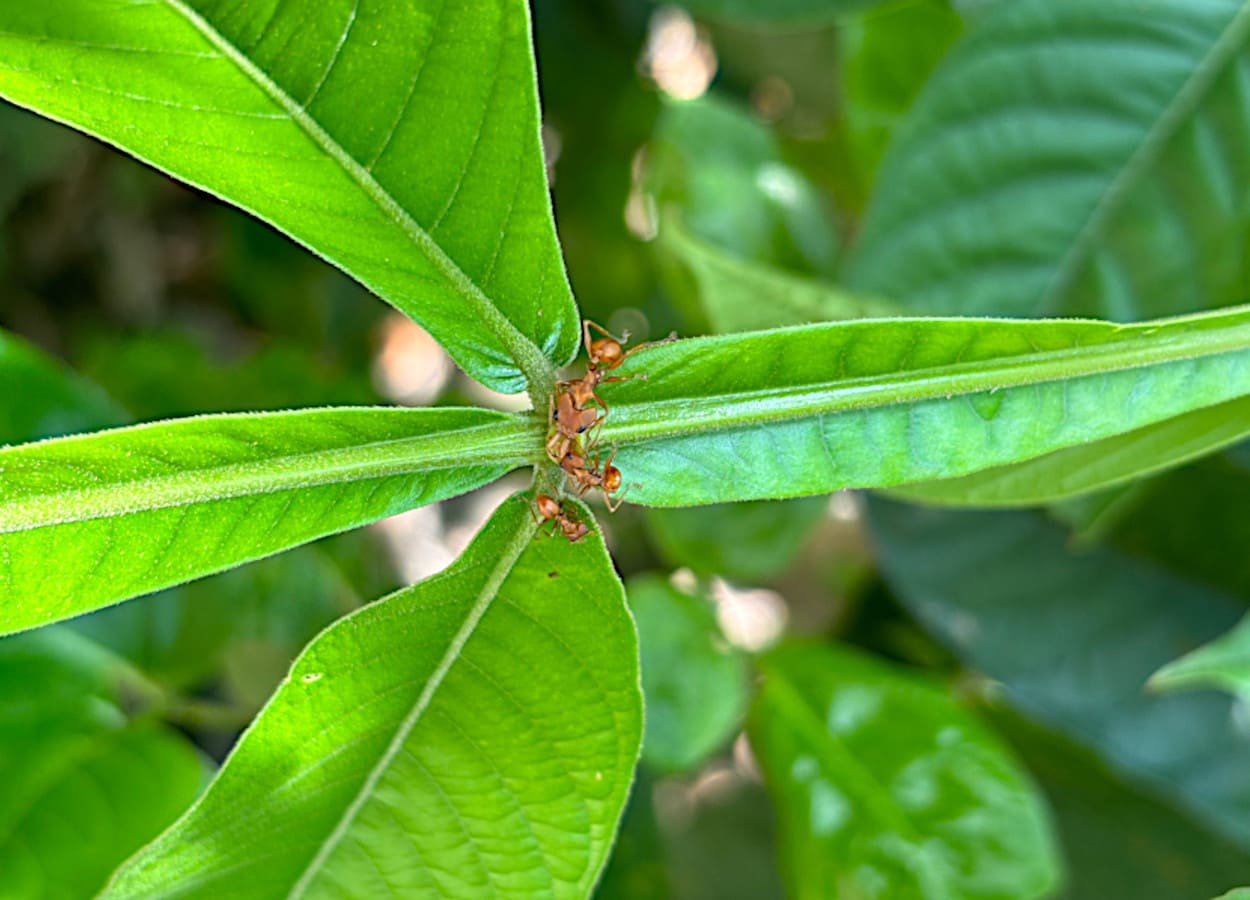 Formigas afastam polinizadores, mas plantas mantêm fecundidade