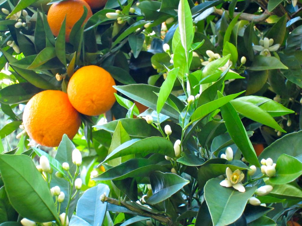 Importância do cálcio para o bom desenvolvimento do citros