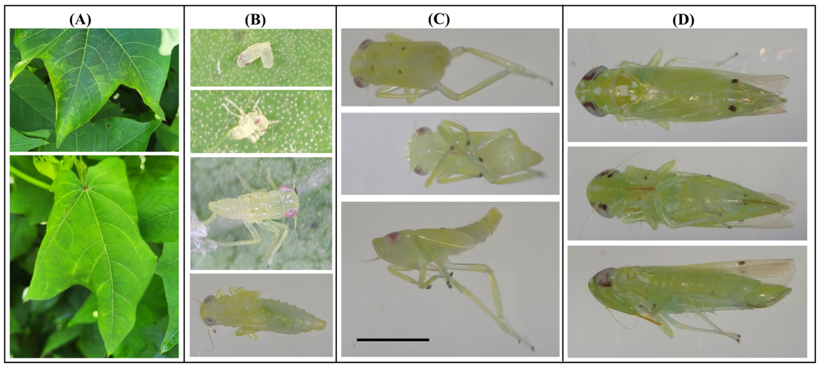 doi.org/10.3390/insects17030313