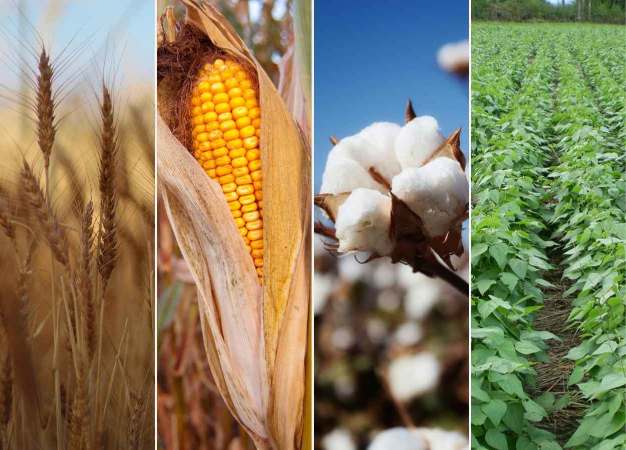 Trigo atinge 98,8% da semeadura, informa Conab