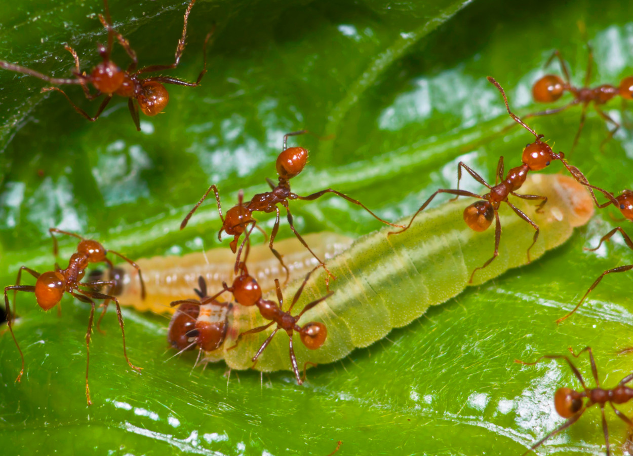 Formigas <i>Pheidole biconstricta</i> protegem larvas da borboleta <i>Nymphidium chione</i> - foto: Hélio Soares Júnior