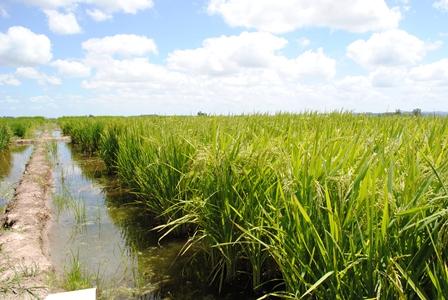 Liquidez interna do arroz segue baixa