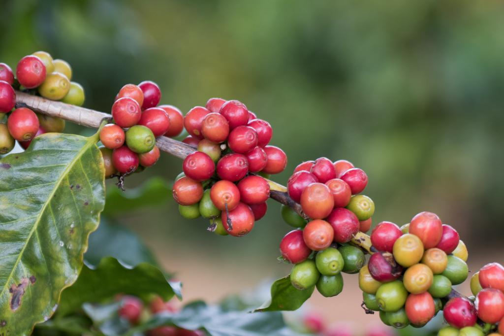 Conheça o sistema de produção do café Conilon