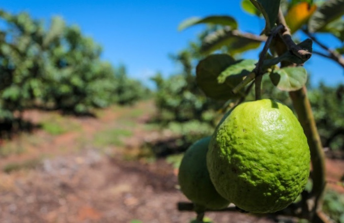 Produção de goiaba cresce e fortalece polo paulista