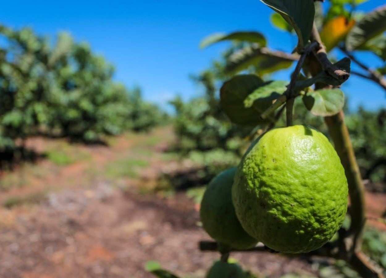 Produção de goiaba cresce e fortalece polo paulista