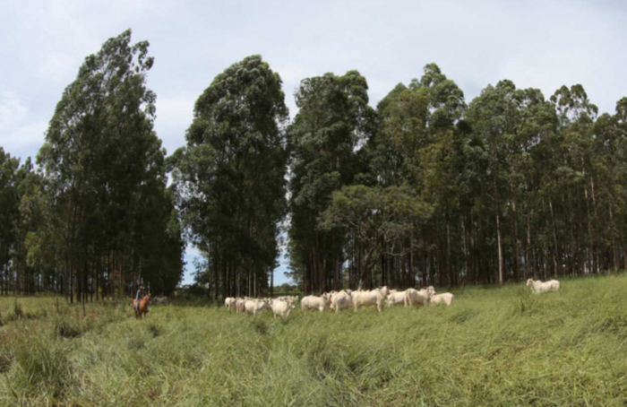 Fomento das múltiplas formas de sustentabilidade está entre as prioridades do GT da Agricultura