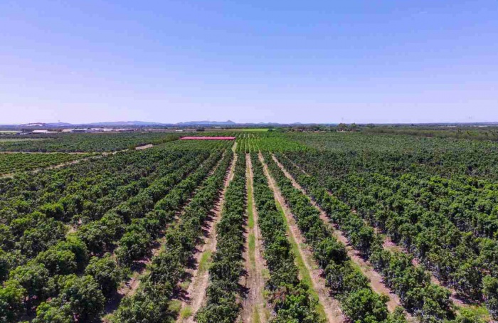 Vale do São Francisco registra novas cochonilhas em pomares