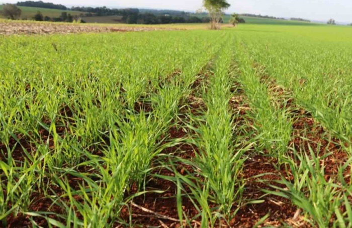 Condições climáticas variáveis dificultam plantio do trigo no Rio Grande do Sul