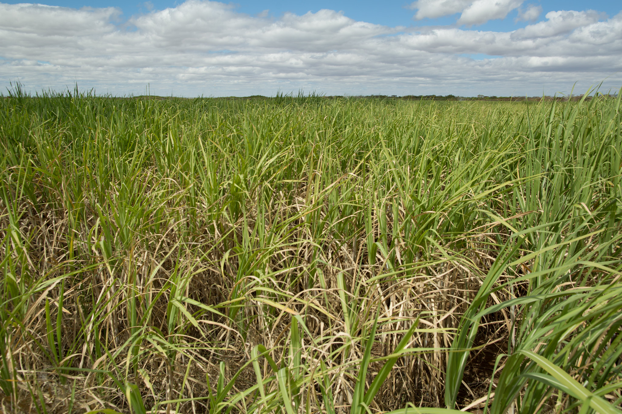 Produção paulista de cana-de-açúcar é estimada em 283,4 milhões de toneladas
