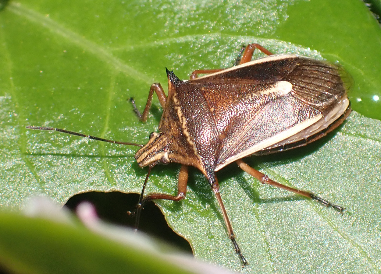 <i>Andrallus spinidens</i> - Foto: Bruno Uehara - iNaturalist