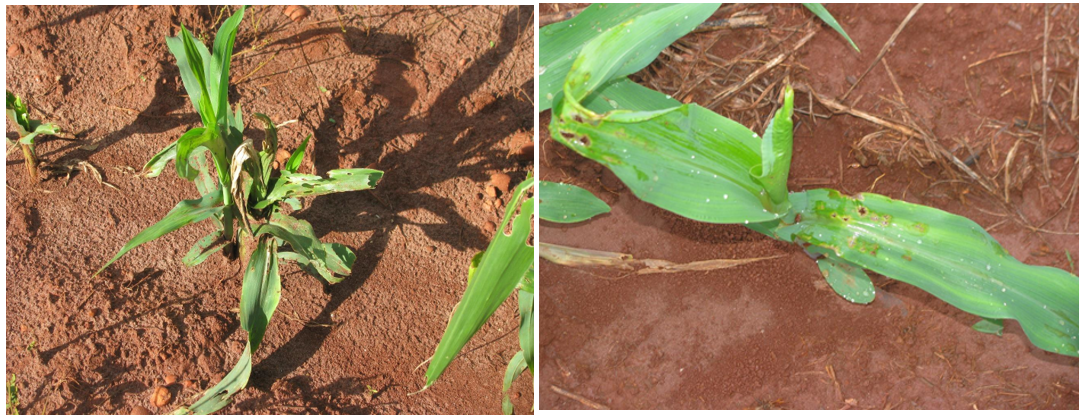 Sintomas de ataques de percevejo barriga-verde, Dichelops melachanthus, em plantas jovens de milho. Selvíria – MS. 2014. 