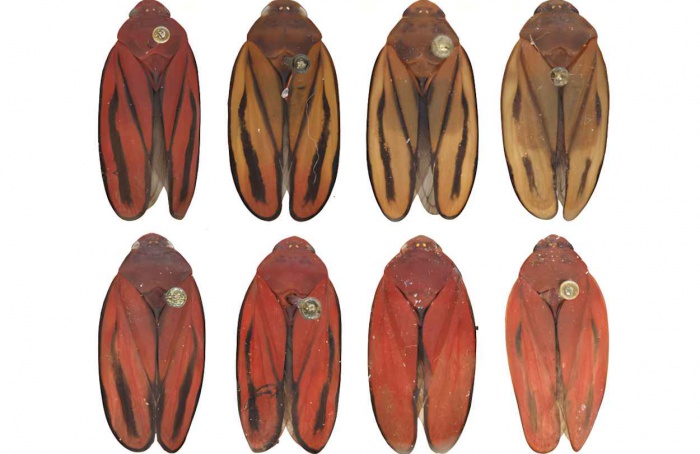 Mahanarva diakantha é identificada como nova espécie de cigarrinha-da-cana