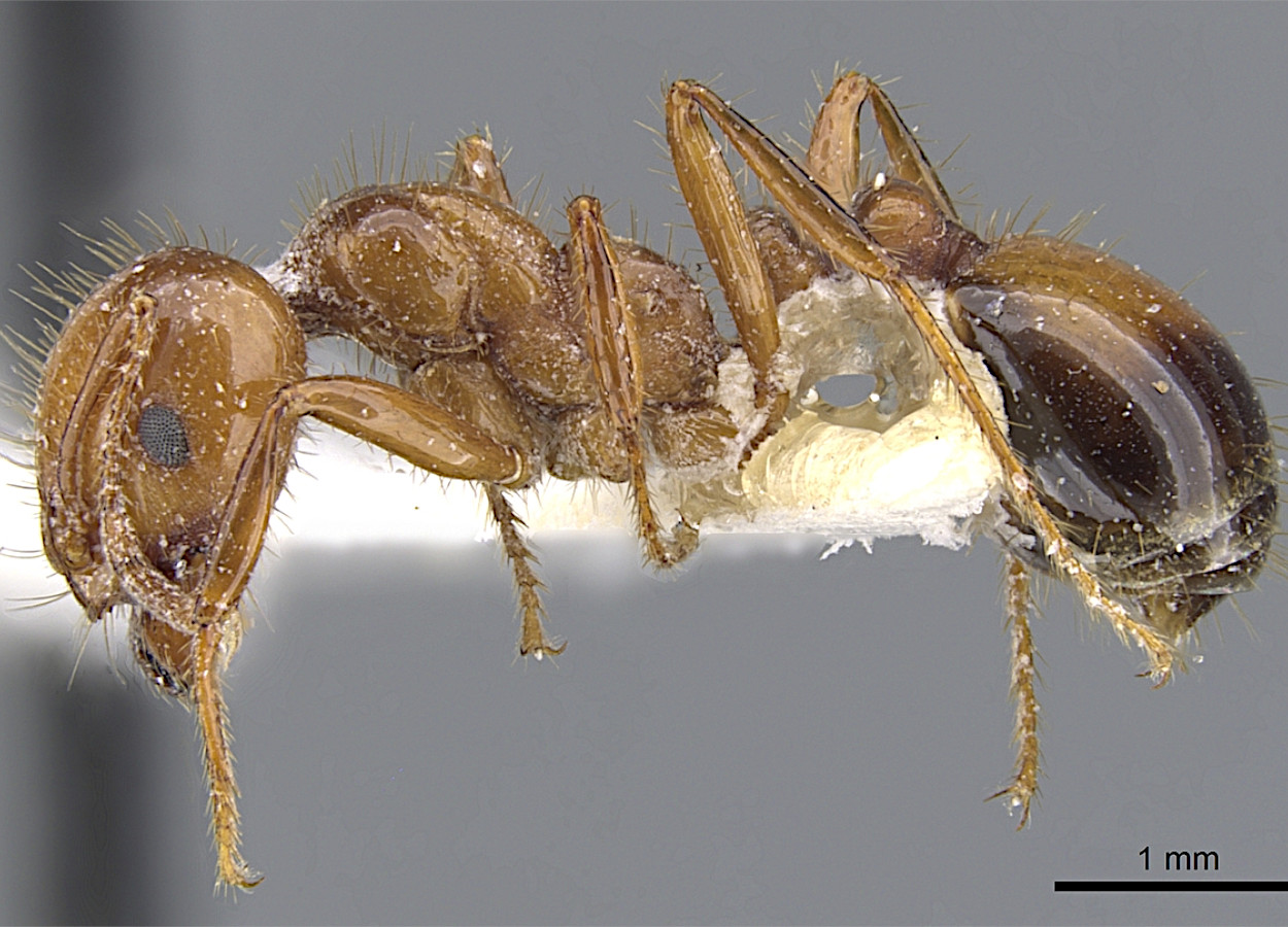 Foto:&nbsp;Will Ericson -  CCBY4