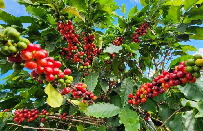 Parceria em MG vai ampliar a sustentabilidade no café