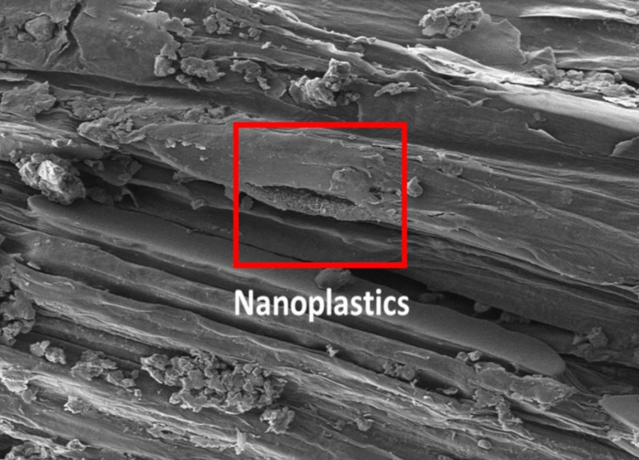 Imagem:&nbsp;doi.org/10.1007/s11356-026-37686-z