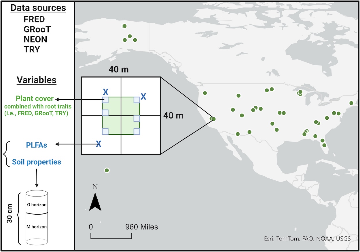 Esquema ilustrando como os dados foram coletados e organizados nos Estados Unidos, usando fontes de dados dos bancos de dados NEON, FRED, TRY e GRooT. O desenho de amostragem para as plantas (pequenas caixas azuis claras) e micróbios e propriedades do solo (símbolos “X” azuis escuros) são fornecidos; cada parcela (n = 377 parcelas únicas abrangendo 42 locais NEON terrestres) tinha 40 × 40 m de tamanho