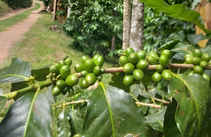 Projeto da Epagri aposta em café especial em SC