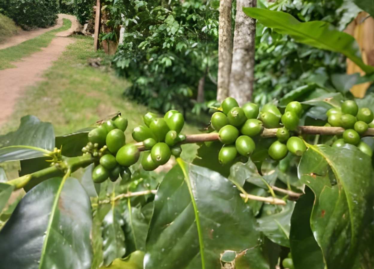 Projeto da Epagri aposta em café especial em SC
