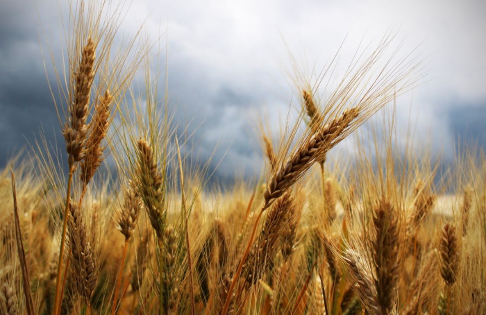 Governo publica preço mínimo do trigo para a safra 2024-2025