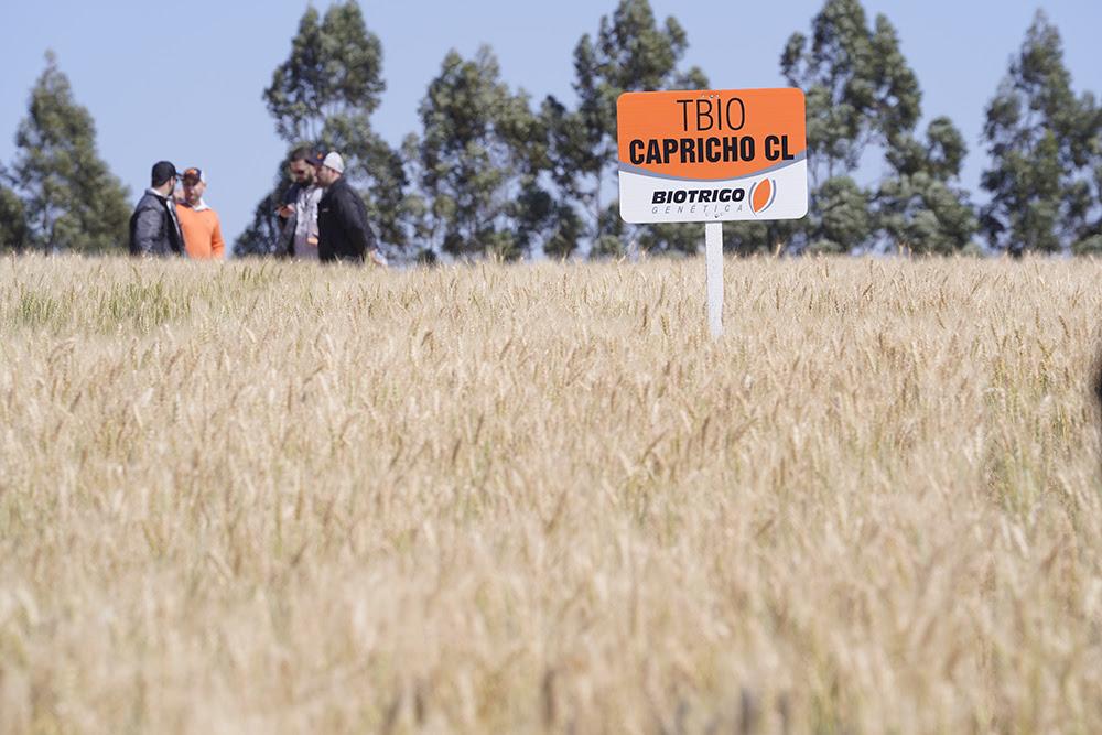 Dia de Campo reúne cadeia do trigo no Paraná