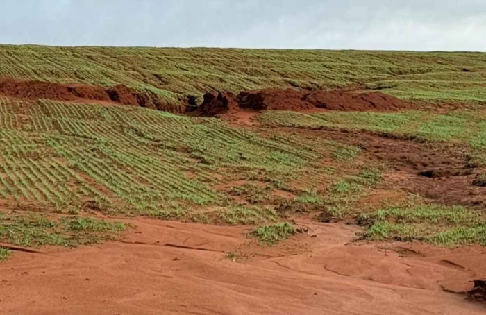 RS Safra 2024/25: excesso de chuva atrasa culturas de inverno