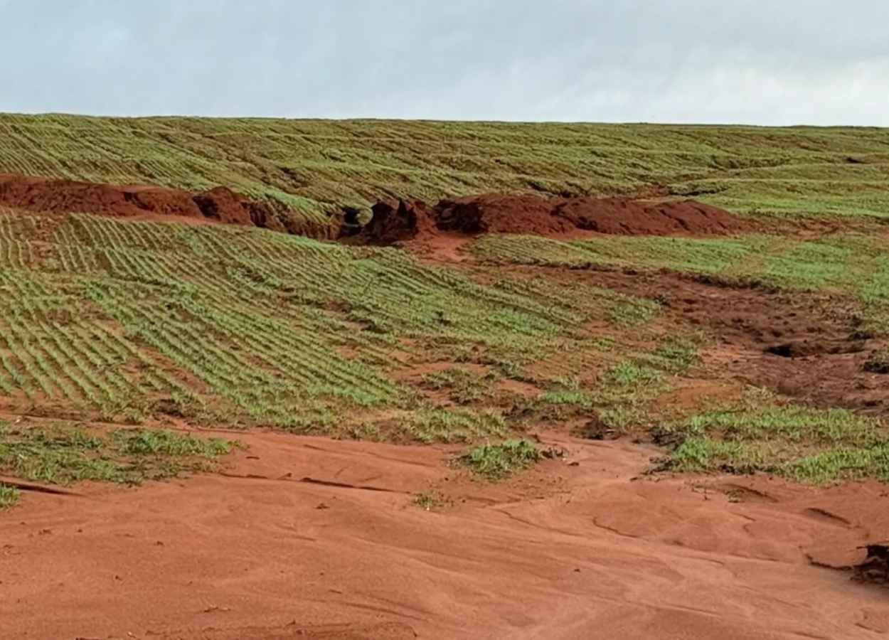 RS Safra 2024/25: excesso de chuva atrasa culturas de inverno