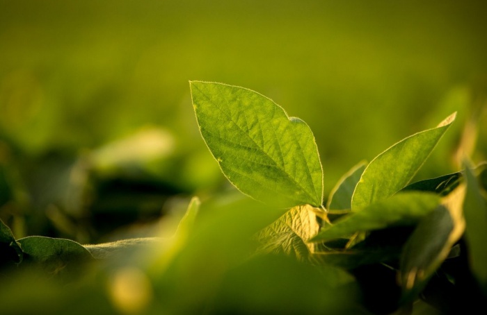 Alta na área de soja em Goiás eleva safra 2025/26