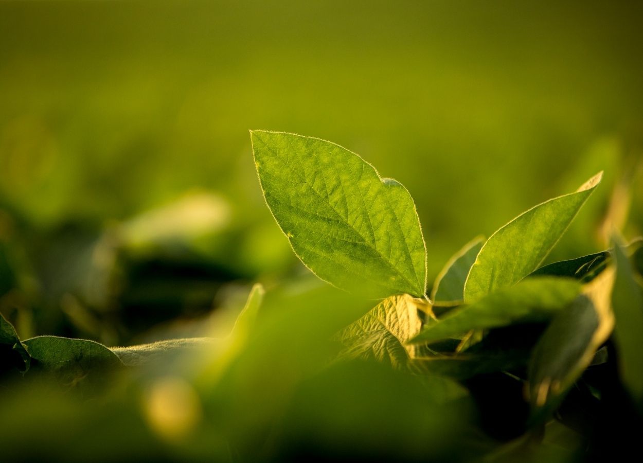StoneX projeta leve aumento na produção nacional, com clima ainda determinante para o avanço do plantio