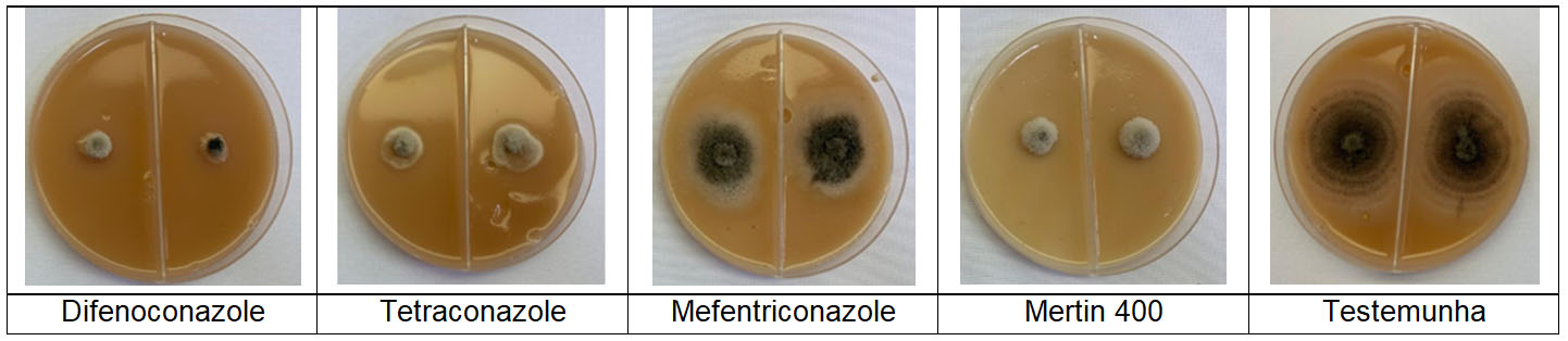 Figura 8: Comparação entre ingredientes ativos da classe dos triazóis isolados (DMIs) sobre o crescimento micelial de espécies de alternária (Alternaria spp.) causadoras de manchas foliares em algodão na safra 2019/2020.