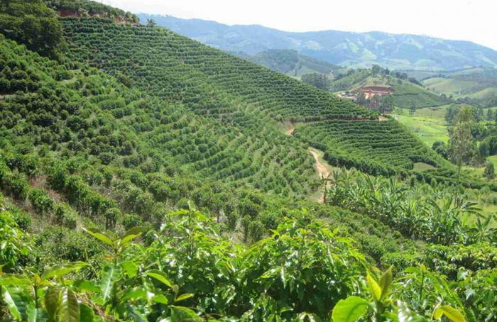 Probióticos ajudam a controlar doenças e a promover crescimento em mudas de café