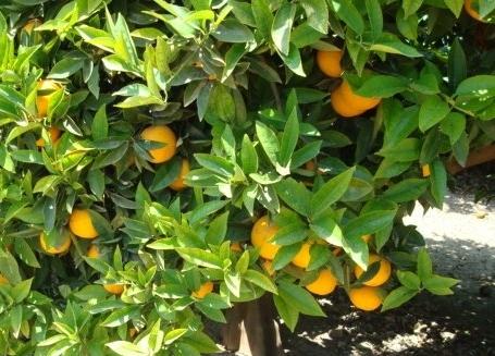 Preços da laranja pera devem seguir firmes em julho