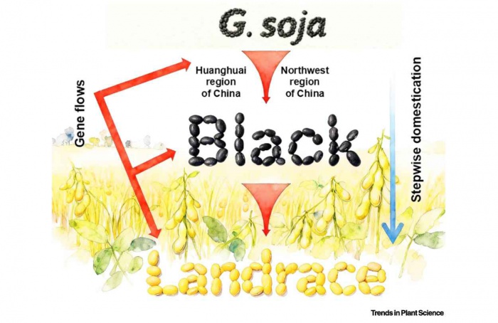 Atlas genômico redefine domesticação da soja