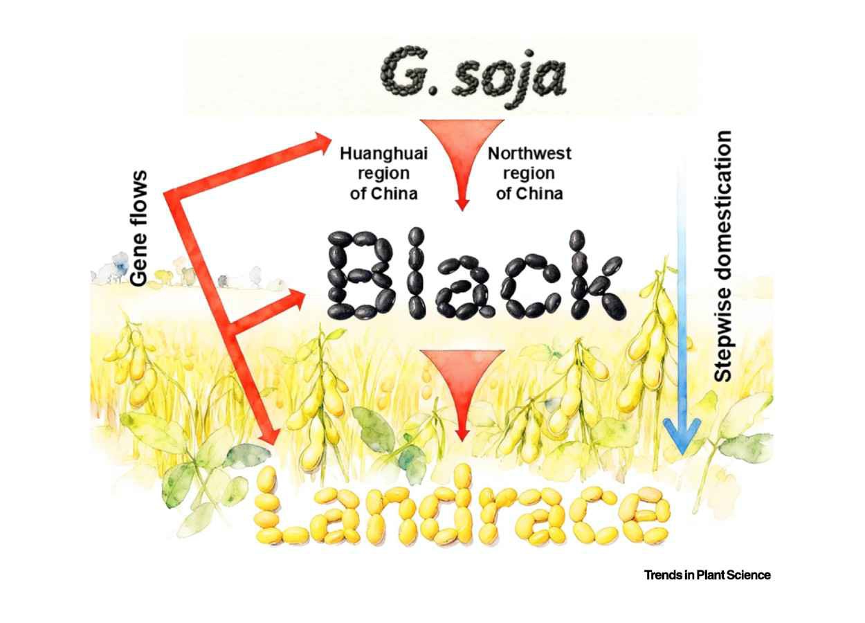 Atlas genômico redefine domesticação da soja