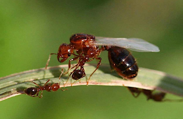 Óleo essencial de orégano mostra eficácia contra formiga Solenopsis invicta