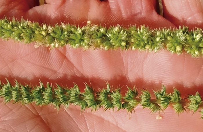 Amaranthus palmeri: resistência e perdas de até 91%