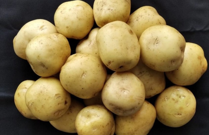 Embrapa busca multiplicadores para nova cultivar de batata