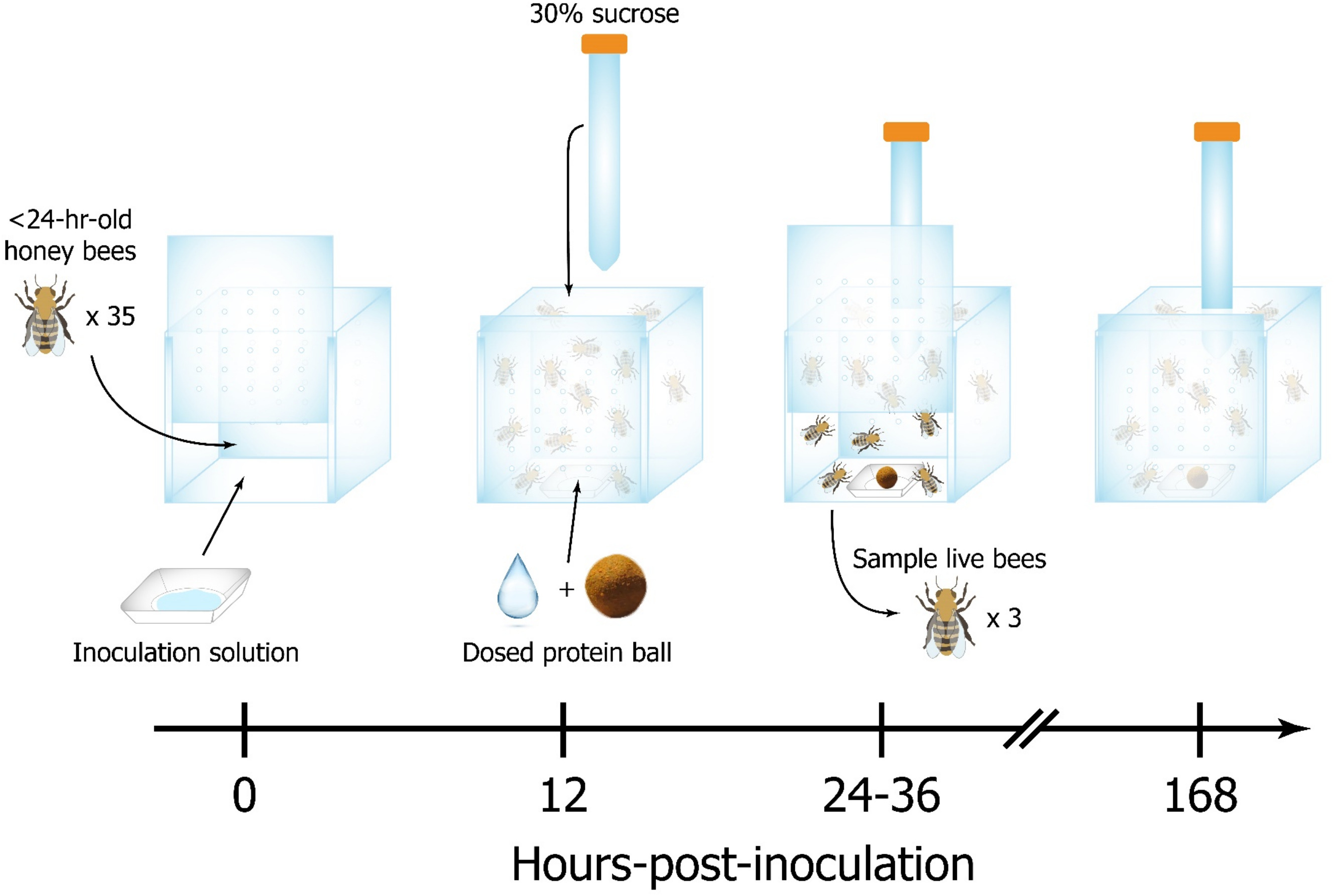 Representação da linha do tempo de sobrevivência do bioensaio em gaiola. 35 abelhas com menos de 24 horas foram inseridas em gaiolas de cubo de acrílico e receberam 600 μl de uma solução de inoculação contendo IAPV ou sacarose não adulterada. 12 horas após a inserção, uma bola de proteína dosada com acetona ou pesticida é inserida na gaiola e posteriormente renovada a cada 24 horas. Solução de sacarose a 30% é fornecida ad lib por meio de um alimentador por gravidade. 3 abelhas vivas por gaiola são amostradas entre 24 e 36 horas após a inoculação. A mortalidade é registrada a cada 12 horas durante os primeiros 3 dias e, posteriormente, a cada 24 horas até o término de cada experimento em 7 dias