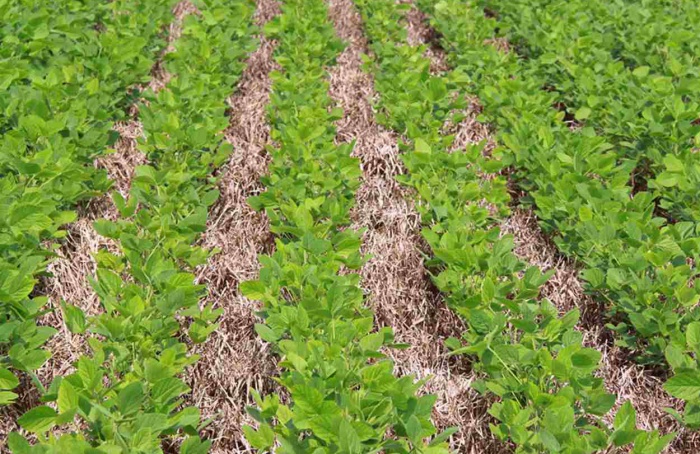 El Niño forte aumenta riscos para lavouras no Cerrado