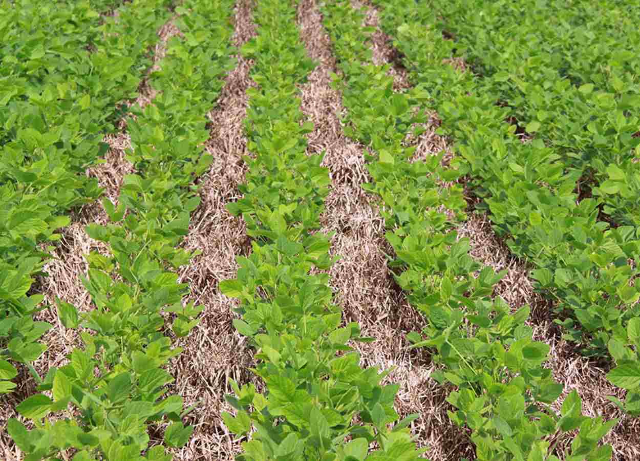 El Niño forte aumenta riscos para lavouras no Cerrado