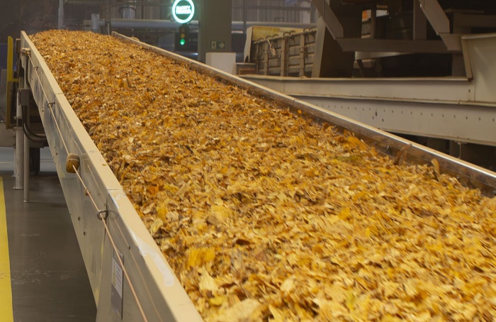 Brasil deve liderar exportações mundiais de tabaco pelo 32º ano seguido