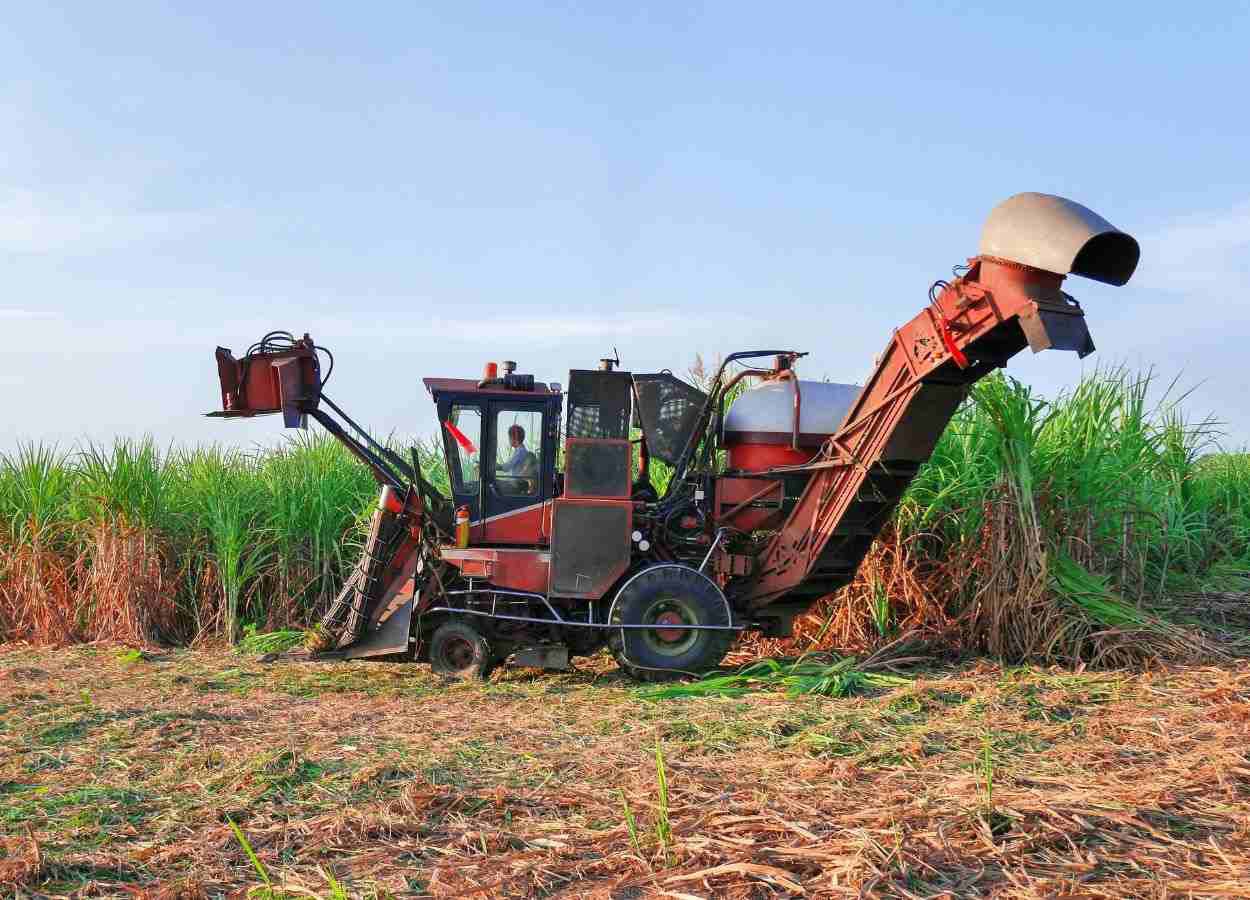 Cana-de-açúcar: safra 2023-24 termina como a maior da história