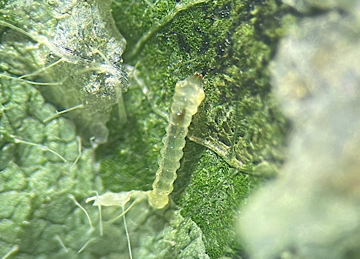 <i>Macrosaccus morrisella</i> - Foto: Ivair Valmorbida
